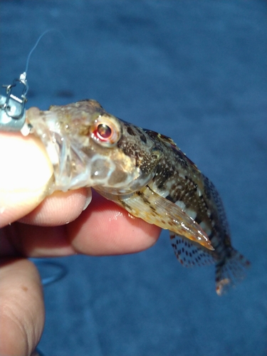 アナハゼの釣果