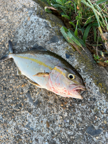 ショゴの釣果