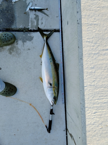 メジロの釣果