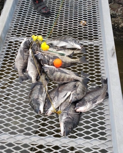 クロダイの釣果