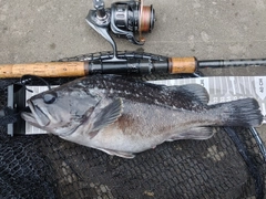 クロソイの釣果