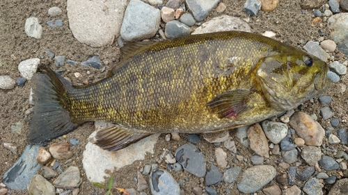 スモールマウスバスの釣果