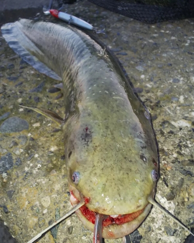 釣果