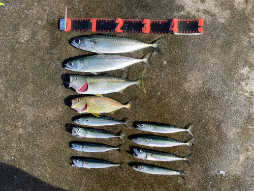 ワカシの釣果