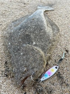 ヒラメの釣果