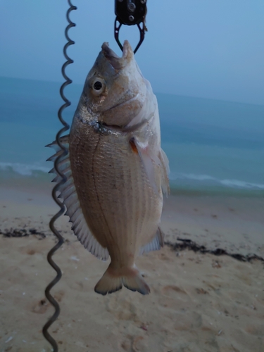 ミナミクロダイの釣果