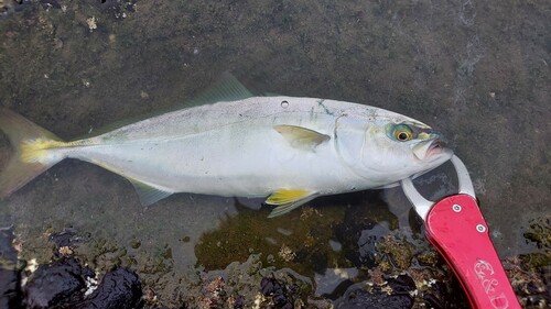 ワカシの釣果