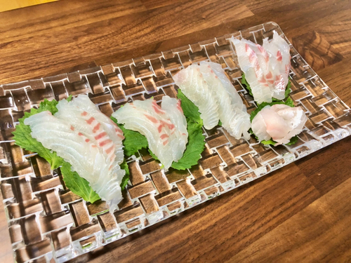 マダイの釣果