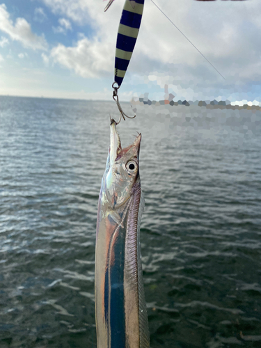 タチウオの釣果