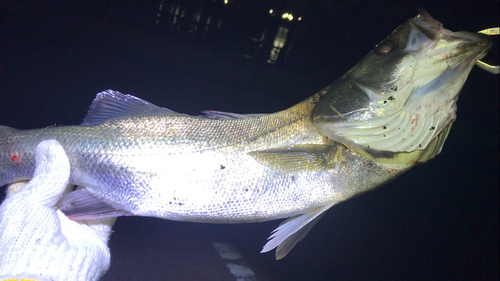 シーバスの釣果