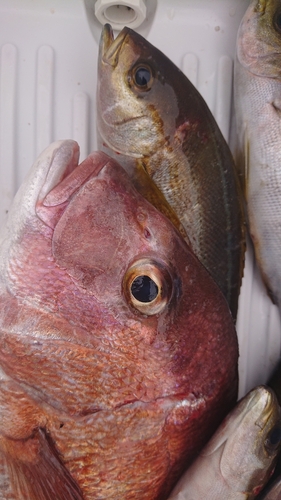 マダイの釣果