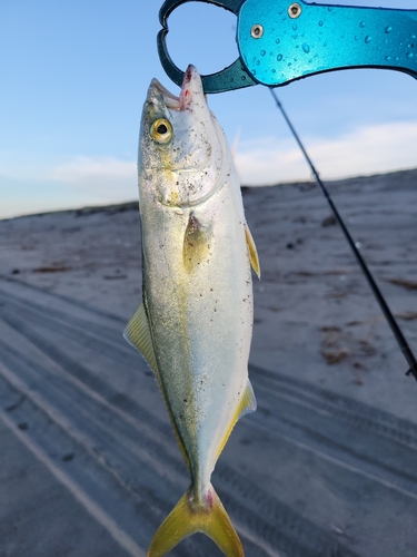 ワカシの釣果