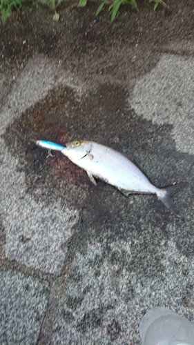 釣果