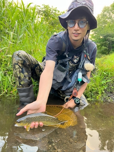 ブラウントラウトの釣果