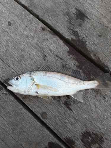 イシモチの釣果