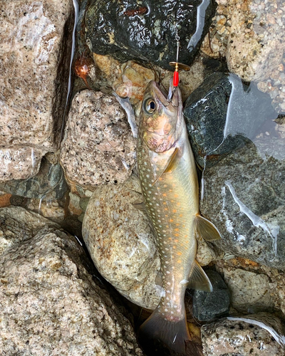 イワナの釣果