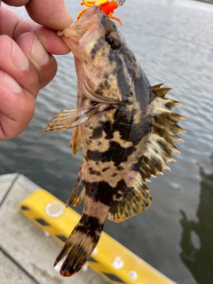 タケノコメバルの釣果