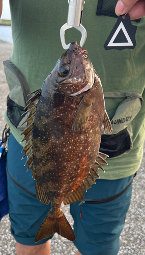 アイゴの釣果