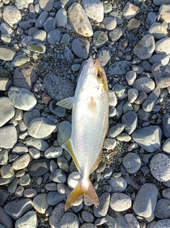 ショゴの釣果