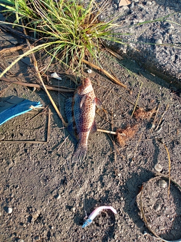 オオモンハタの釣果