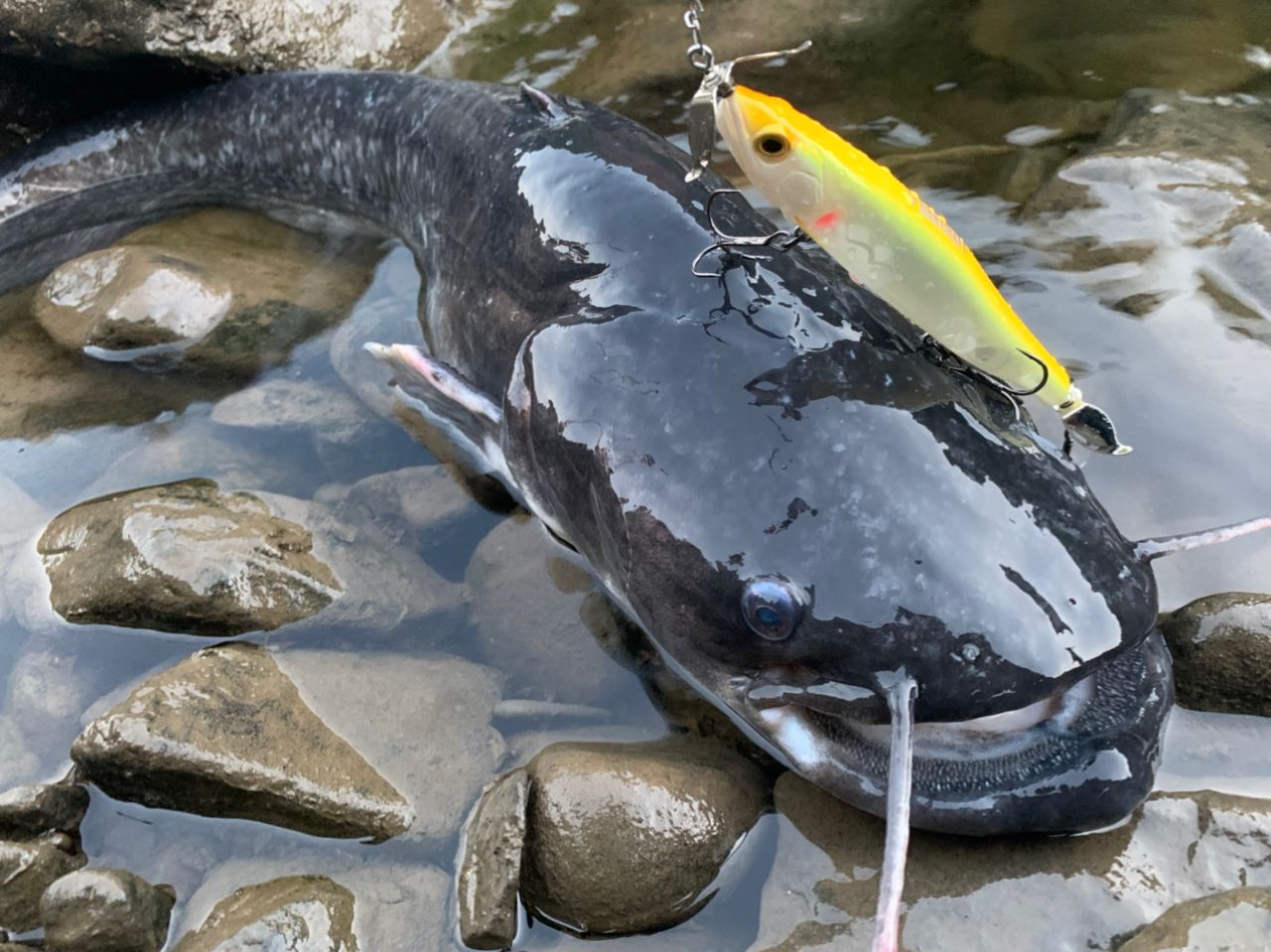 ビワコオオナマズ