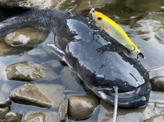 ビワコオオナマズの釣果