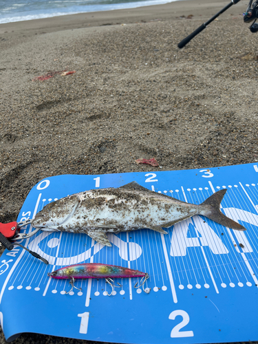 ショゴの釣果