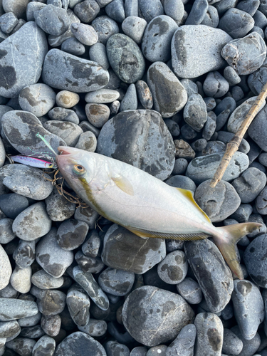 ショゴの釣果