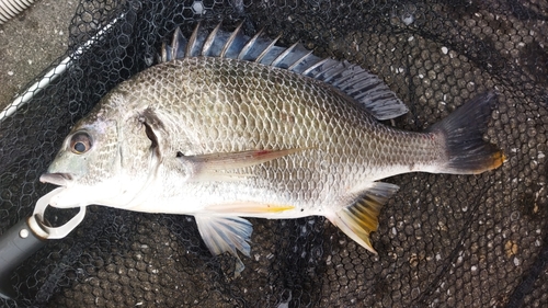 キビレの釣果