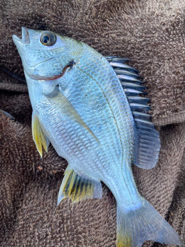 キビレの釣果