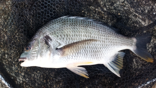 キビレの釣果