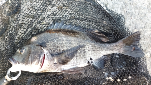 チヌの釣果