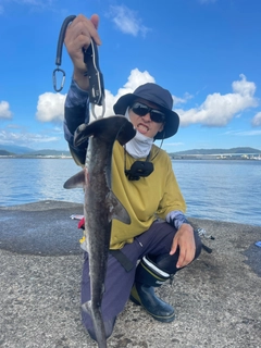 ハンマーヘッドシャークの釣果