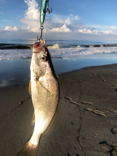 ニベの釣果