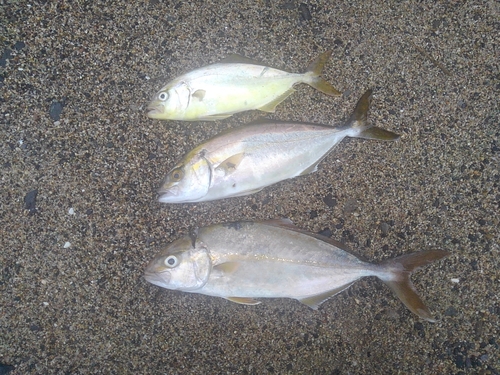 ショゴの釣果