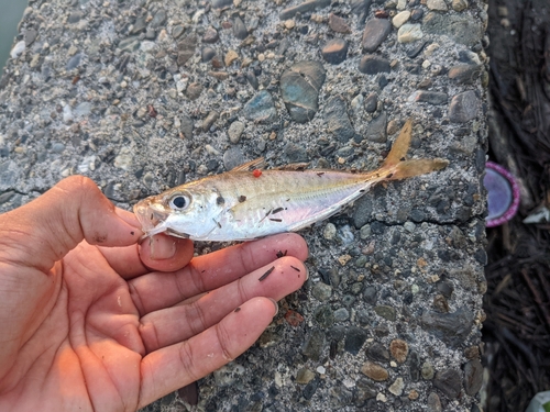 マアジの釣果