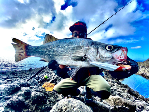 フッコ（ヒラスズキ）の釣果