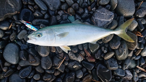 ワカナゴの釣果