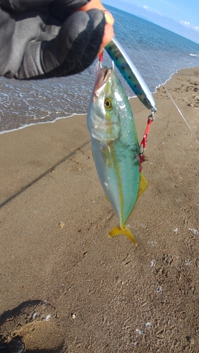 ワカシの釣果