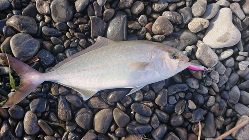 ショゴの釣果