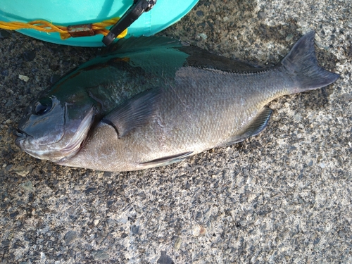 グレの釣果