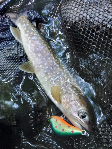 エゾイワナの釣果