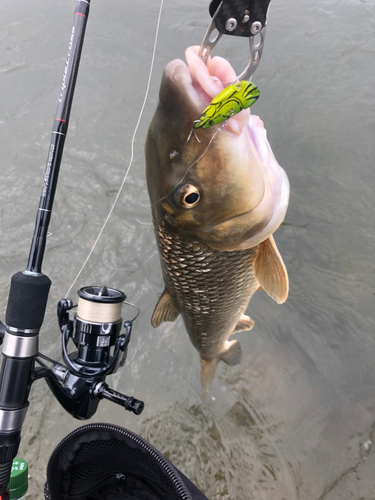 ニゴイの釣果