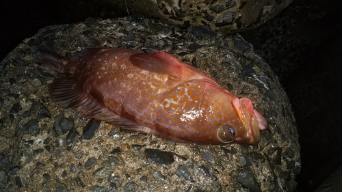 キジハタの釣果