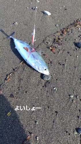 マルソウダの釣果