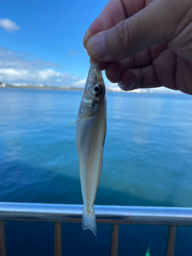 キスの釣果