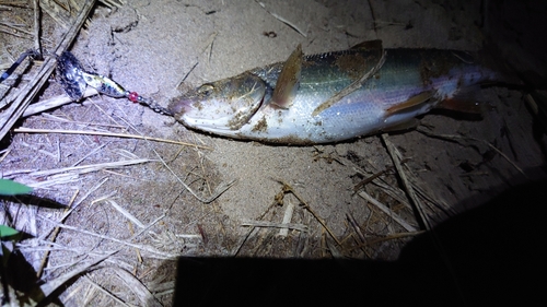 ウグイの釣果