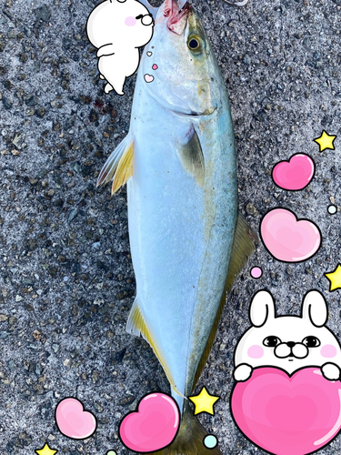 ツバスの釣果