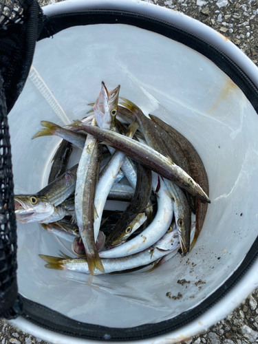 カマスの釣果