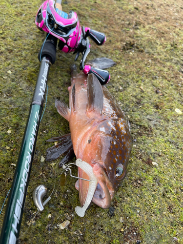 アコウの釣果